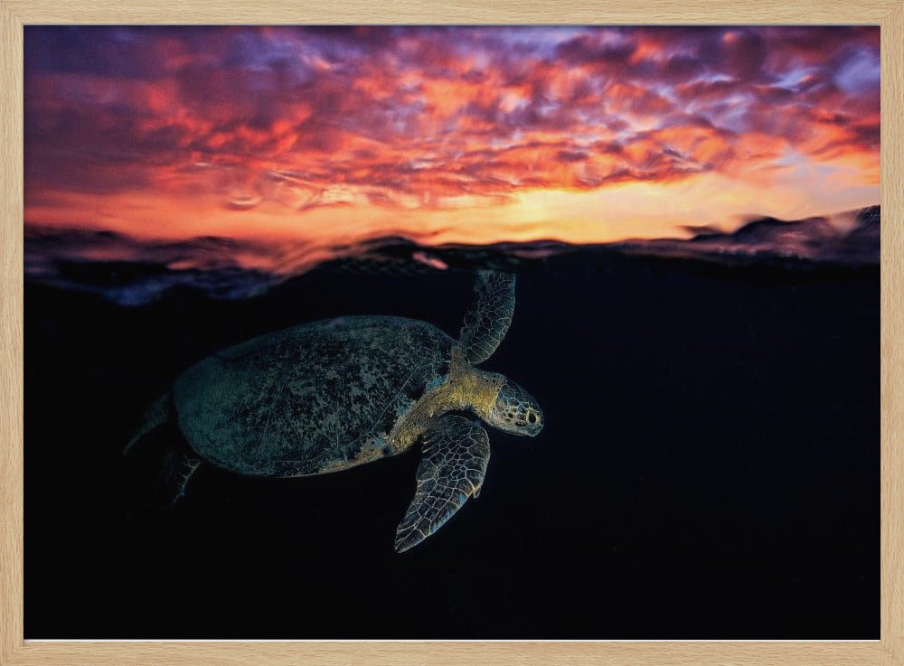 Sunset turtle Poster