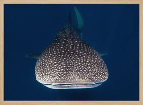 Whale Shark Poster