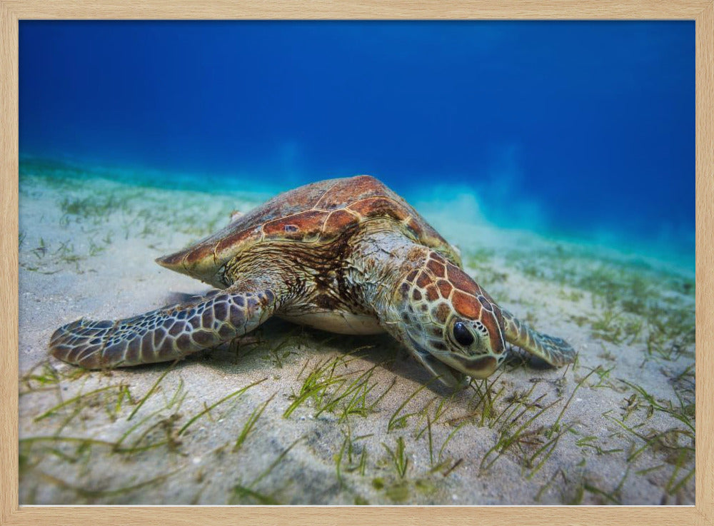 Green turtle Poster