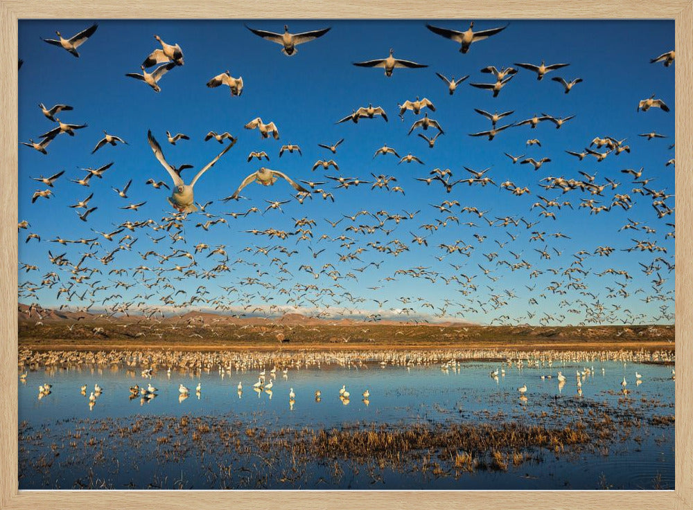 Legion of Wings Poster