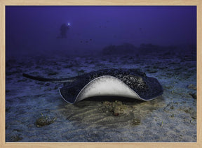 Black-blotched stingray Poster