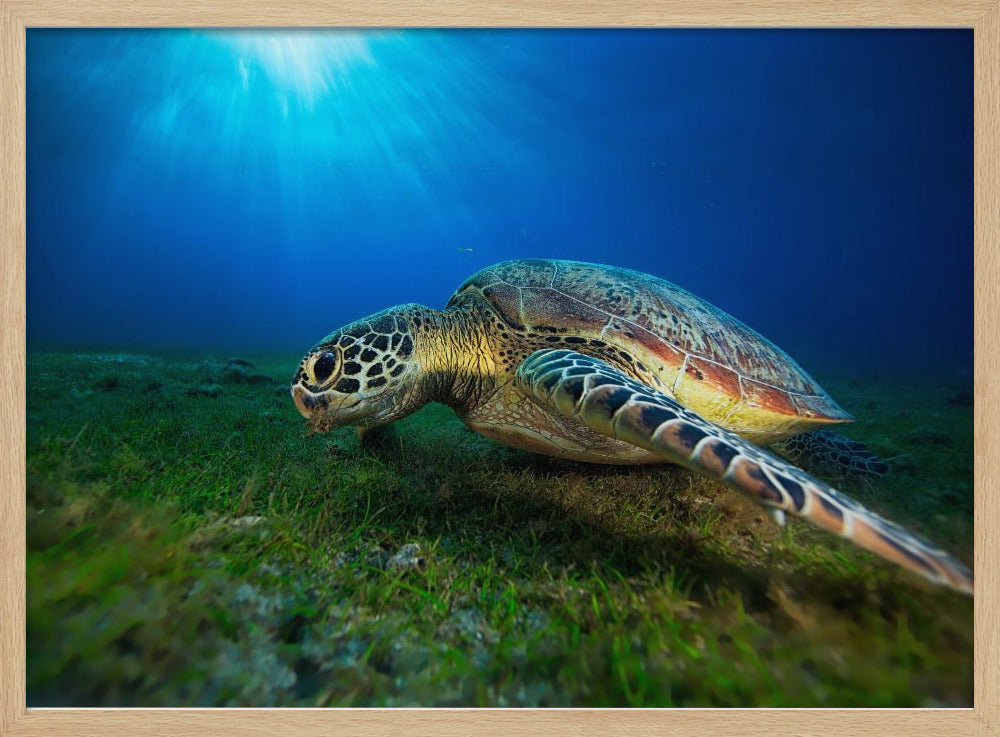 Green turtle Poster