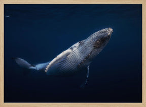 Humpback Whale Poster