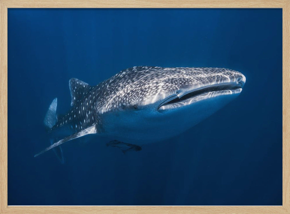 Whale Shark Poster