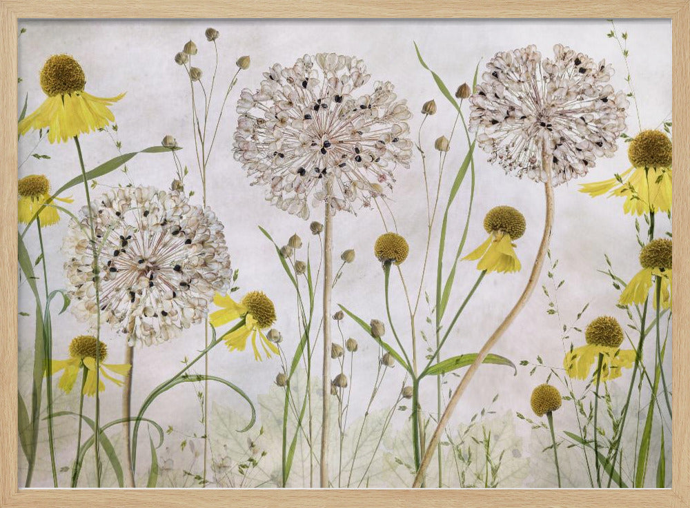 Alliums and heleniums Poster