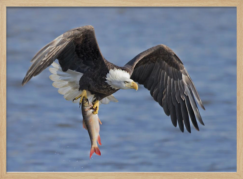 Bald Eagle Catching a Big Fish Poster