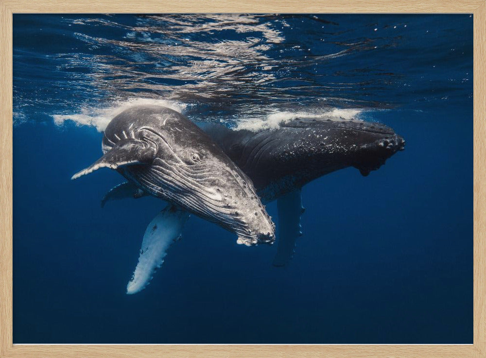 Humpback Whale family! Poster