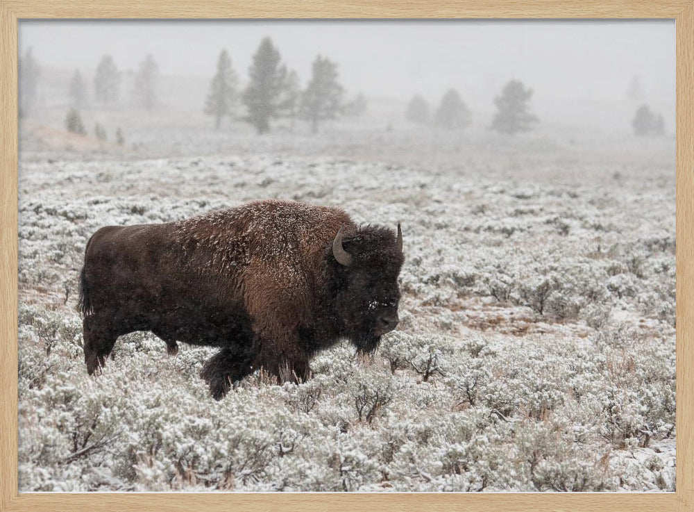 Late Fall Yellowstone Poster