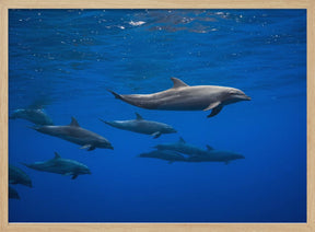 Dolphins Poster