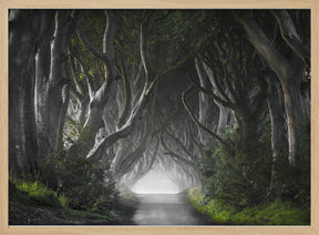 DARK HEDGES Poster