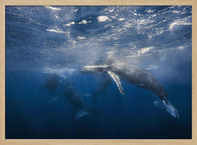 Humpback Whale Poster