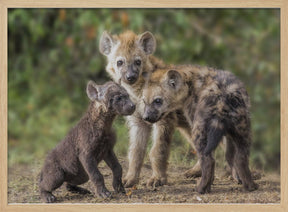 Baby Hyena Poster