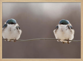 Birds on a wire Poster