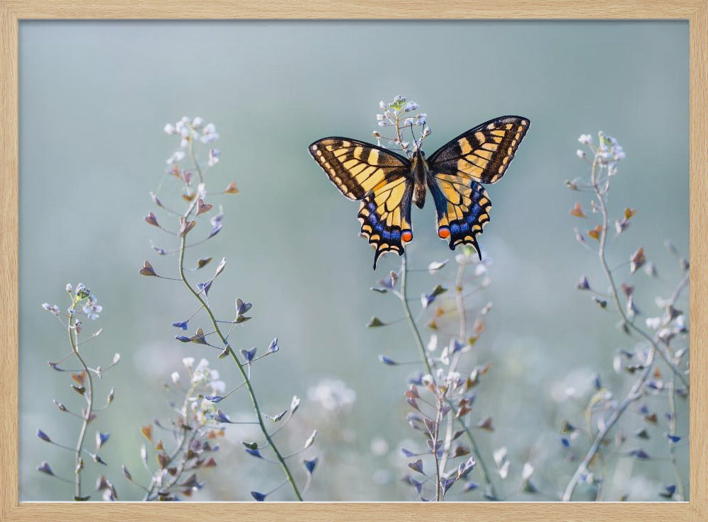 Swallowtail beauty Poster