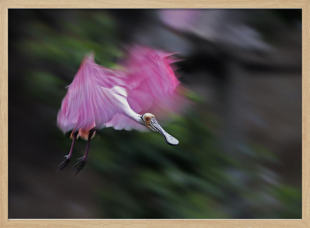 Roseate Spoonbill in Motion Poster