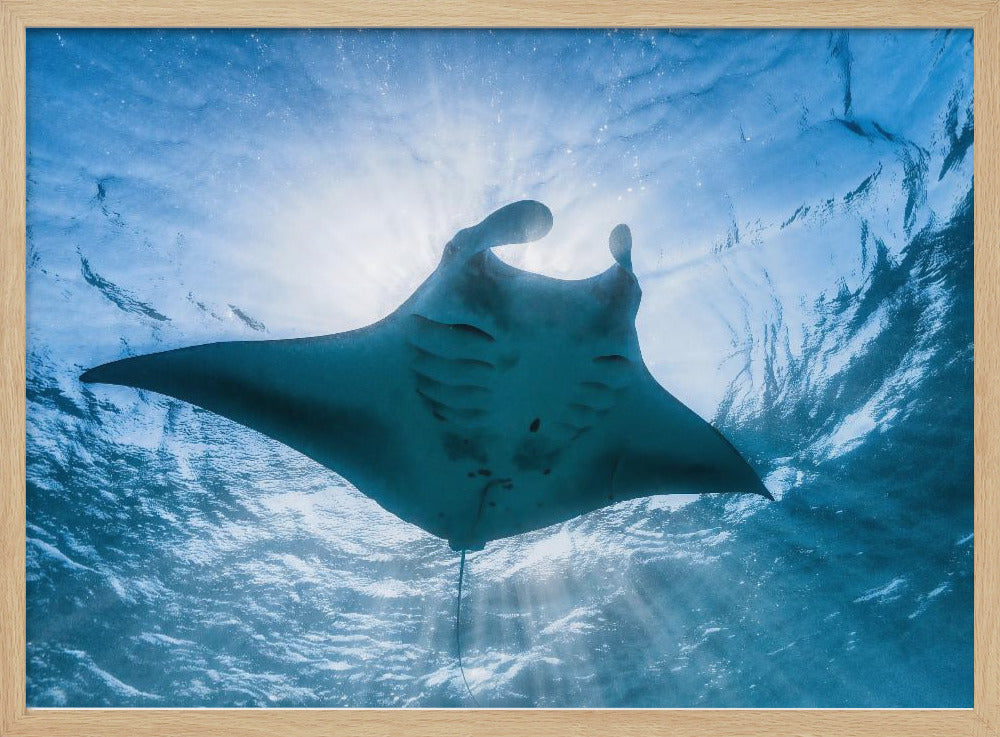 Manta ray Poster