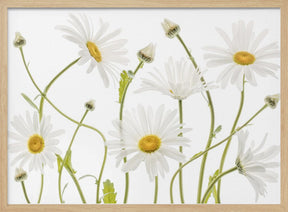 Ox eye Daisies Poster