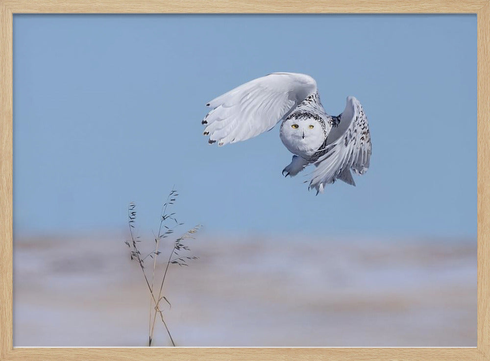 Snowy Owl Poster