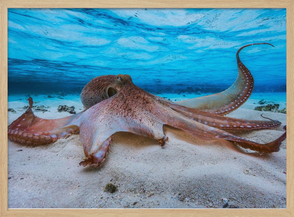 Octopus Poster