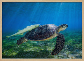 Sea Turtle Poster