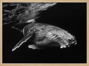 Humpback Whale calf Poster