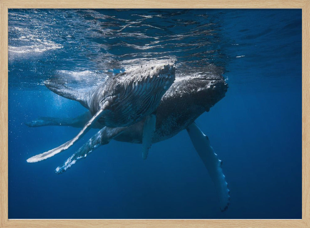 Humpback whale Poster