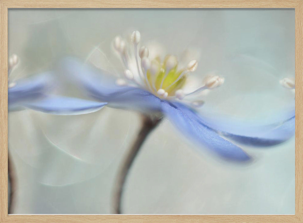 Dancing anemones Poster