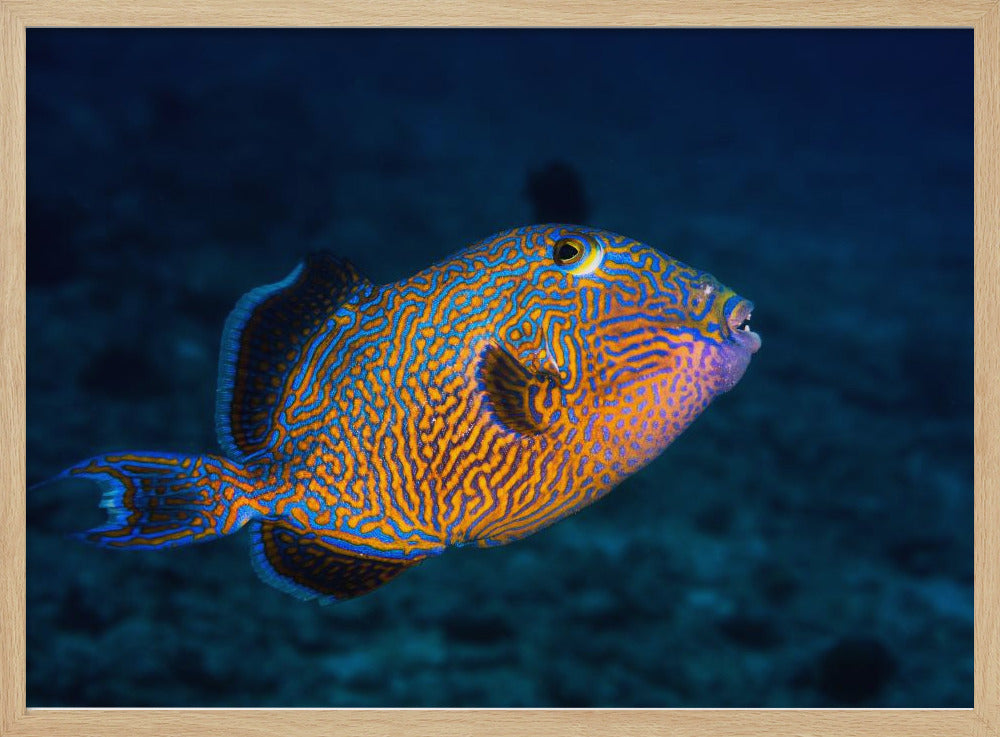 Blue triggerfish Poster