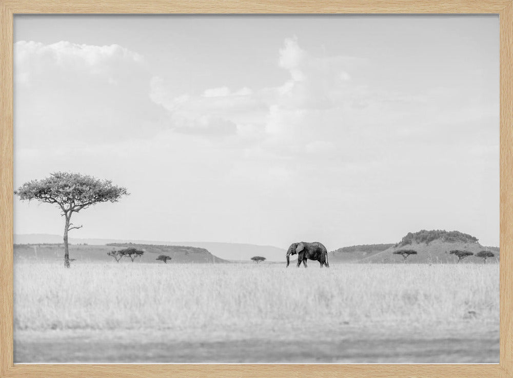 HIGH KEY SAVANNAH Poster