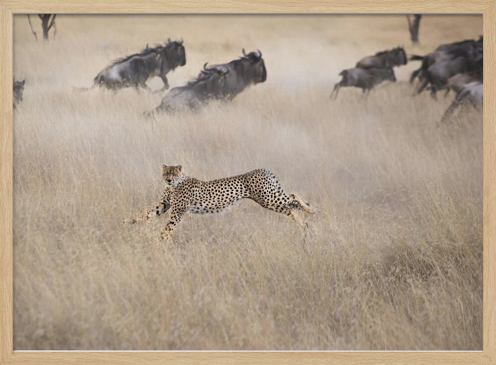 Cheetah Hunting Poster