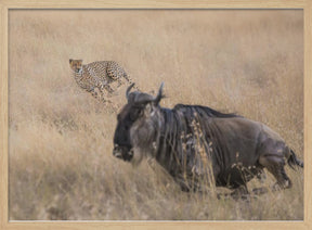 Cheetah Hunting - 2 Poster