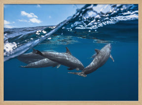 Dolphins Poster