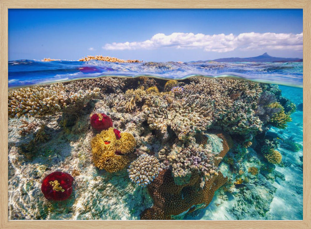 Mayotte : The Reef Poster