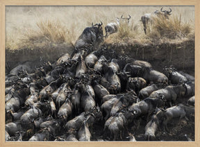 Wildebeests in Crossing Poster