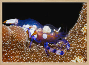 Peacock-tail anemone shrimp Poster