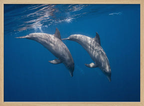 Two bottlenose dolphins Poster