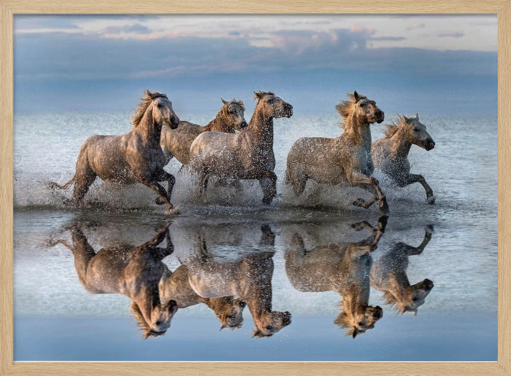 Horses and reflection Poster