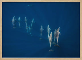 Dolphin group Poster