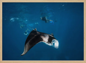 Manta ray! Poster