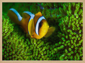 Yellow clownfish on green anemon Poster