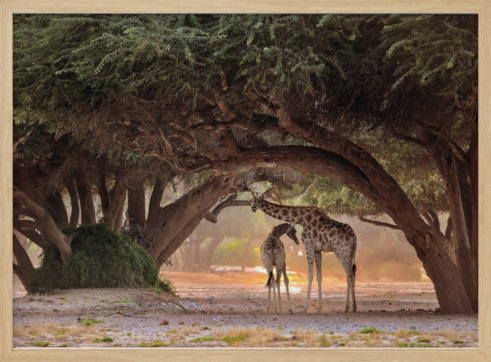 Giraffe - Namibia Poster