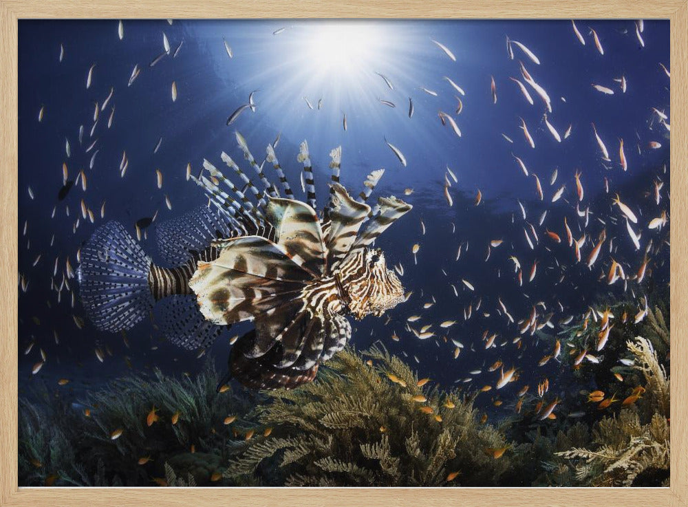 Lionfish Poster