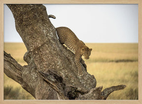 Leopard - Serengheti, Tanzania Poster