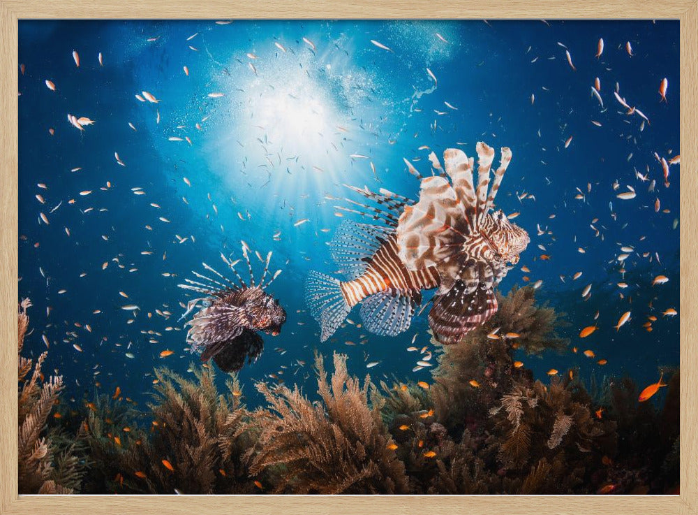 Lionfish Poster