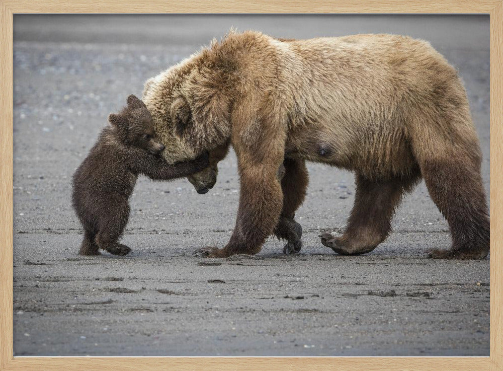 A Little Bear Hug Poster