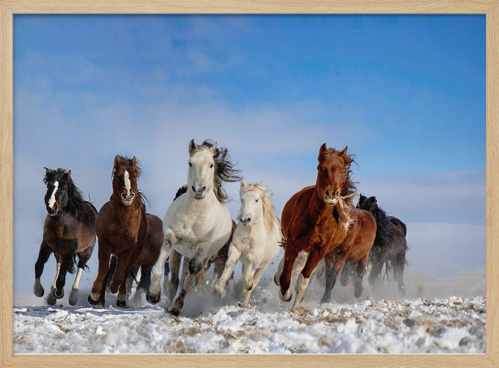 Mongolia Horses Poster