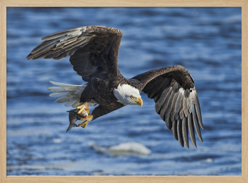 Bald Eagle Catching Fish Poster