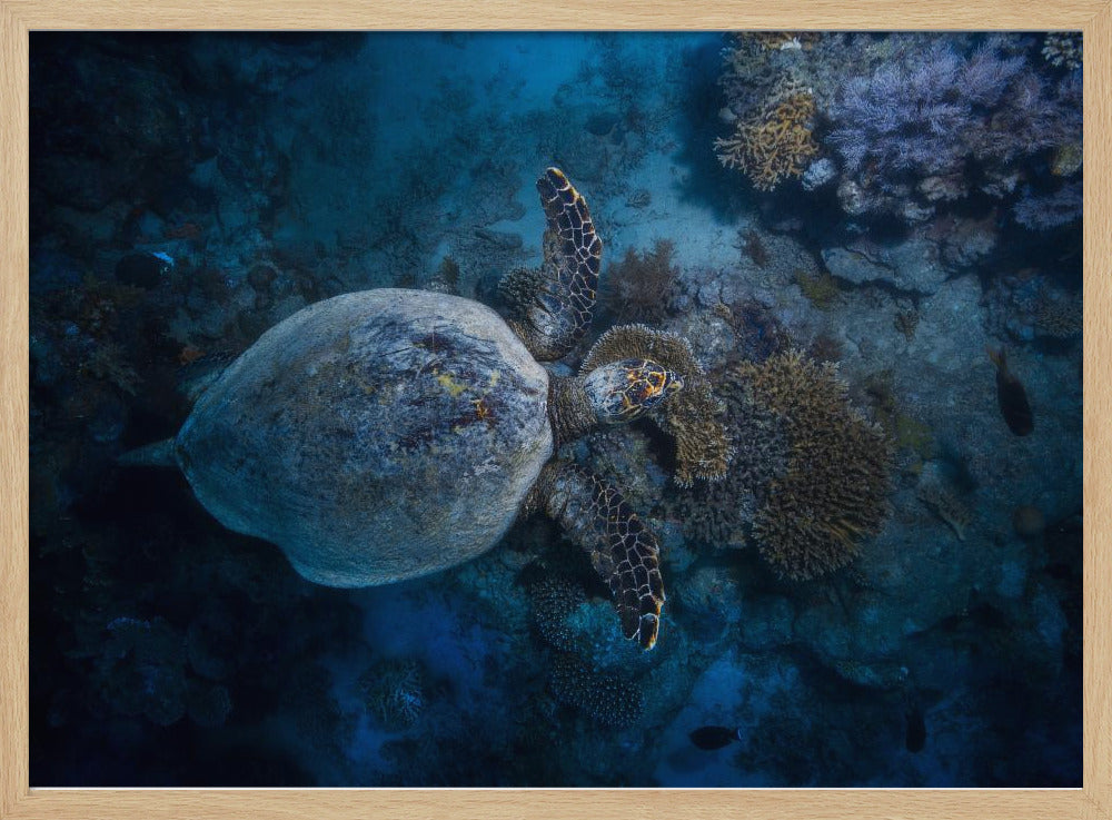 Hawksbill sea turtle Poster