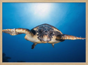 Face to Face with a Hawksbill sea turtle Poster