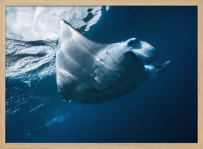 Flying Manta ray Poster